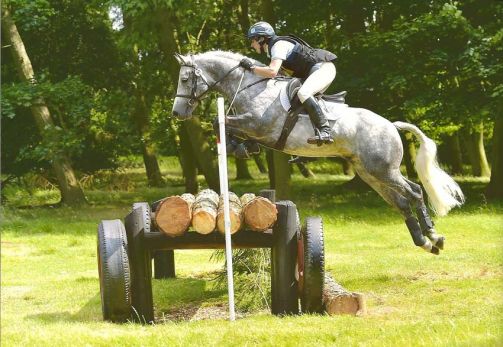 Glencarrig Dolphin - Connemara Stallion
